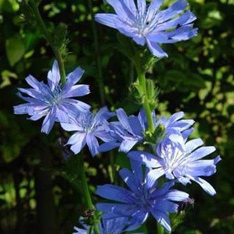 Chicory Organic Bach Flower Essences No. 8