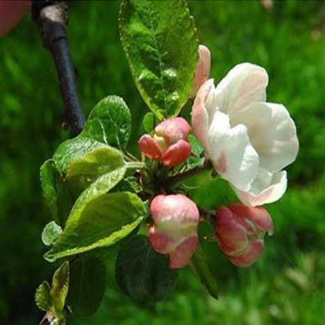 Crab Apple no. 10 Organic Bach Flower Essences