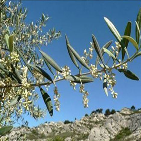 Olive/ Ölbaum Nr. 23 Bio Bachblüten Tropfen