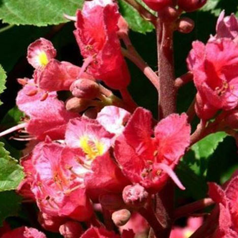 Red Chestnut/ Rote Kastanie Nr. 25 Bio Bachblüten Tropfen