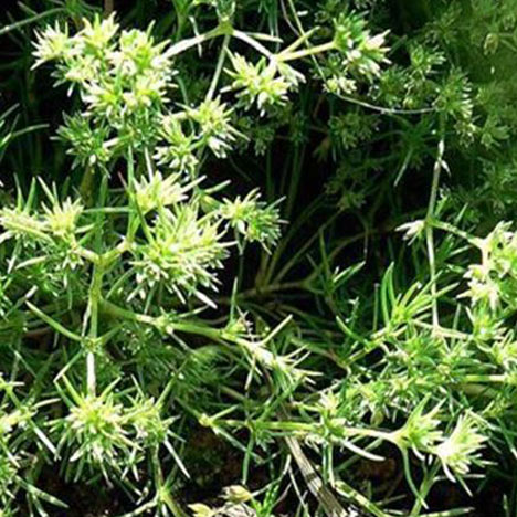 Scleranthus no. 28 Organic Bach Flower Essences