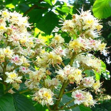 White Chestnut no. 35 Organic Bach Flower Essences
