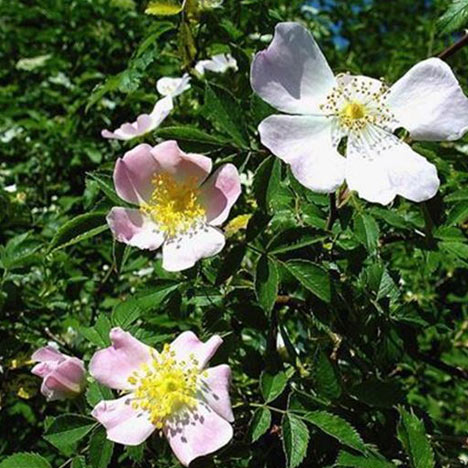 Wild Rose/ Hundsrose Nr. 37 Bio Bachblüten Tropfen